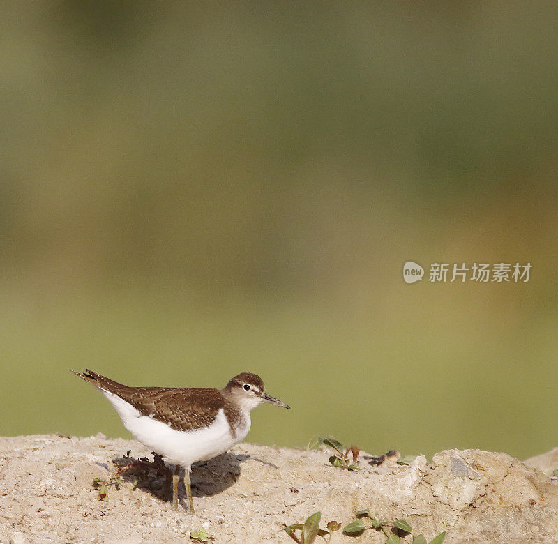 普通鹬(Actitis hypoleucos)